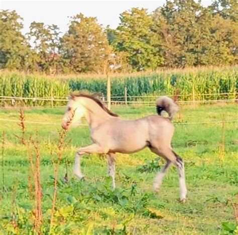 Deutsches Reitpony Hengst 1 Jahr 146 cm Buckskin in Südbrookmerland