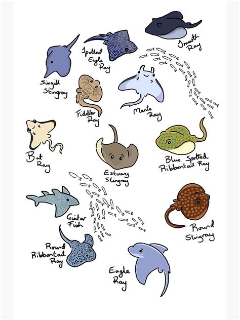 "Stingray Species" Poster for Sale by Brydenophyte | Redbubble