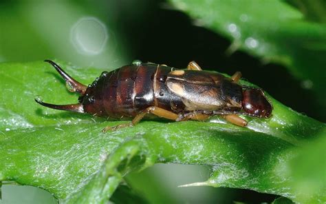 Top 10 Facts About Earwig Diet Lifespan Habitat And More