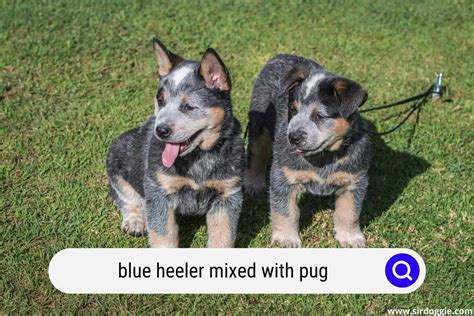 Blue Heeler Pug Mix: When Australia Meets Europe - SirDoggie.com