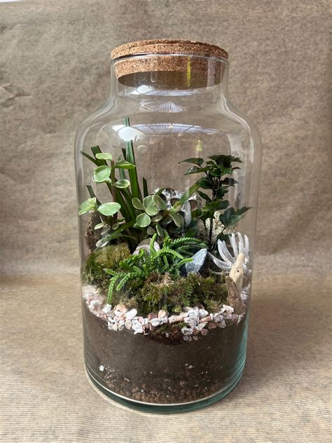 Diy Corked Terrarium Kit Large Plant Store