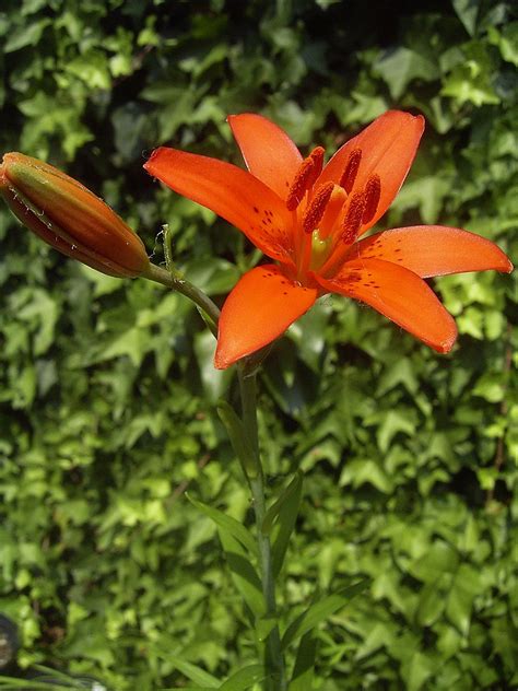 Lilium concolor - Wikipedia