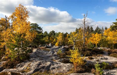 La forêt de Fontainebleau première ZAD du monde WE DEMAIN