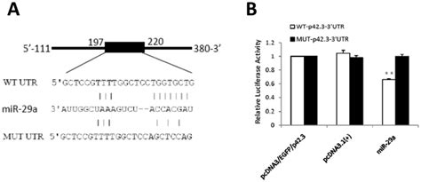 Mir 29a Targets A Putative Binding Site In P42 3 3 Utr A The Sequence Download Scientific