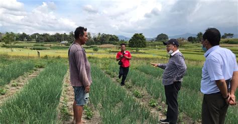 Petani Cabai Dan Bawang Merah Diimbau Waspadai Curah Hujan Tinggi