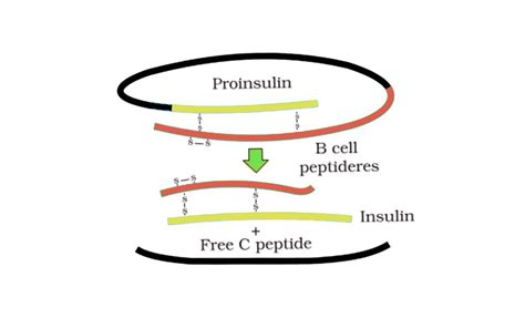 Insulin Diagram