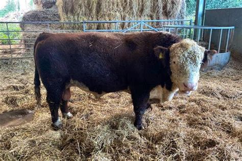 1 Pedigree Hereford Breeding Bull | SellMyLivestock - The Online ...