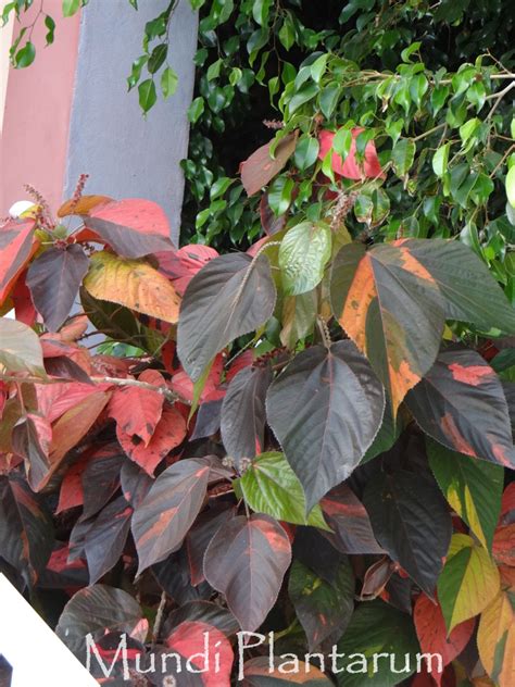 Acalypha Wilkesiana Jungle Dragon Mundi Plantarum