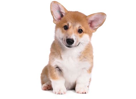 1 Pembroke Welsh Corgi Puppies For Sale In Los Angeles Ca