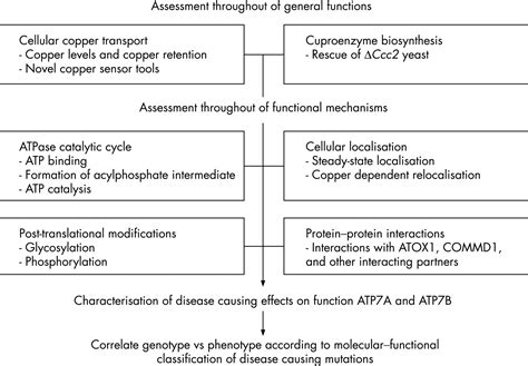 Molecular Pathogenesis Of Wilson And Menkes Disease Correlation Of