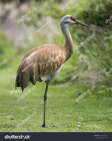 Sandhill Crane Standing On One Leg Stock Photo 284584562 Shutterstock