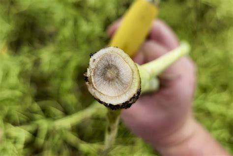 New Canola Hybrids For Grainews