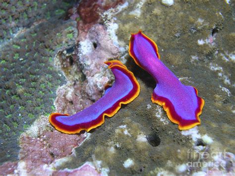 Colorful Marine Flatworm