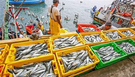 Economía Habría Caído En Mayo Pesca Explicaría El Resultado Pbi