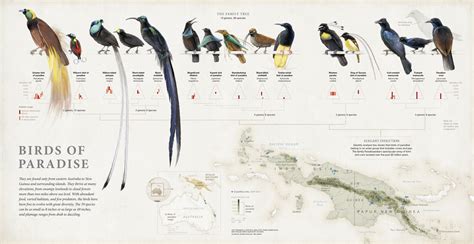 Birds of Paradise | American Infographic