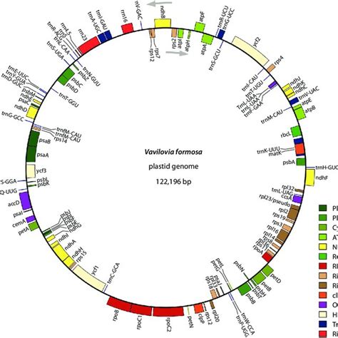 Schematic Presentation Of V Formosa Plastid Genome Drawn With OGDRAW