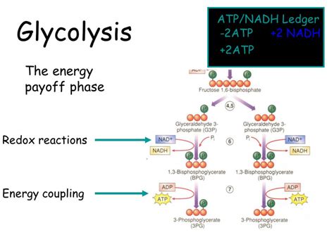 Oxidation Reduction Reactions Of Glycolysis