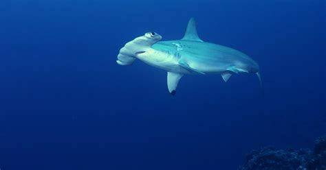 The Migration of Hammerhead Sharks Could Endanger the Species