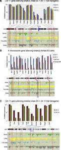 Line Activity In Facultative Heterochromatin Formation During X