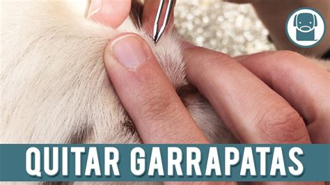 Garrapatas En Perros Como Quitar Garrapatas YouTube