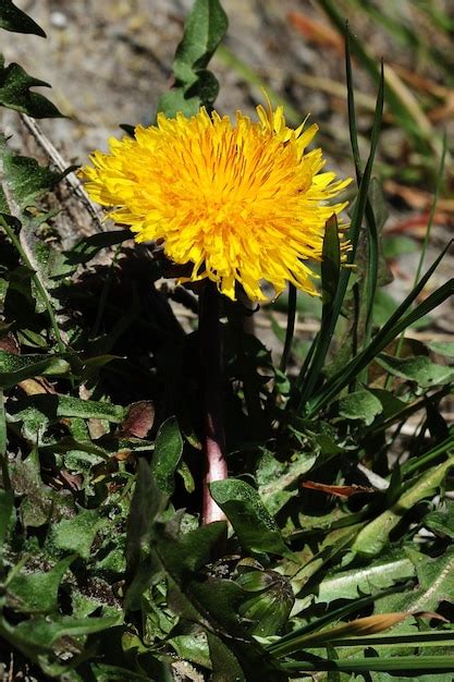 Vue Verticale D une Fleur De Pissenlit Jaune Avec Un Arrière plan Flou