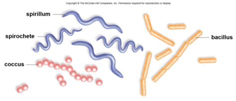 Chapter 3 Cell Structure And Function Flashcards Quizlet