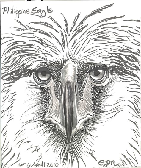 Philippine Eagle Drawing at PaintingValley.com | Explore collection of ...