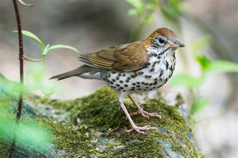 Meet the Thrush Bird Family of Songbirds - Birds and Blooms