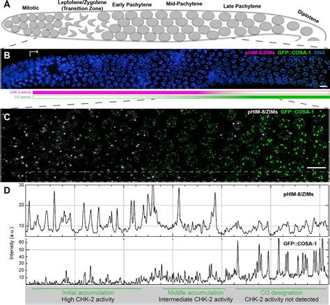 Recruitment Of Polo Like Kinase Couples Synapsis To Meiotic Progression