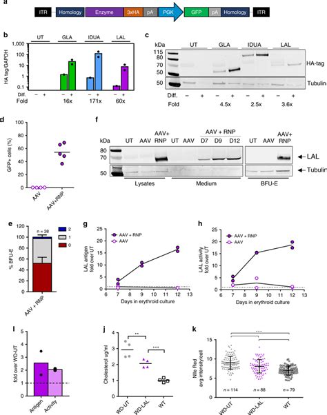 Expression and therapeutic potential of different lysosomal enzymes a ...