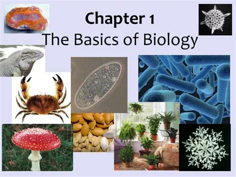 PPT Chapter 1 The Basics Of Biology PowerPoint Presentation Free