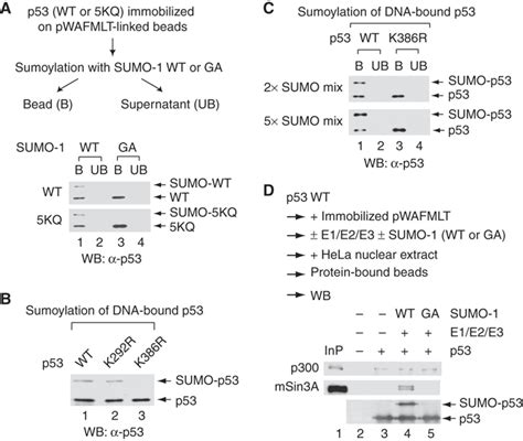 Crosstalk Between Sumoylation And Acetylation Regulates P53‐dependent