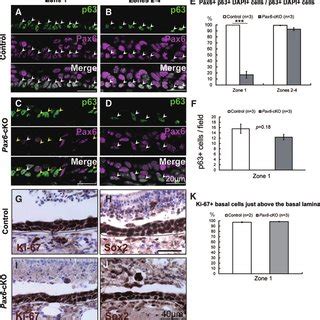 The Olfactory Epithelium Of Hbc Specific Pax Knockout Mice