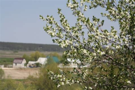 Images Gratuites Paysage Arbre La Nature Branche Plante Blanc