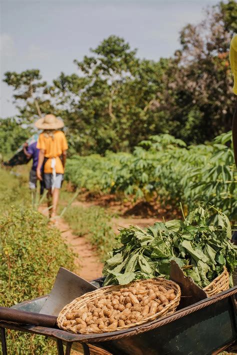 Cacahuate Arachis Hipogaea Una Joya Nutricional Que Impacta