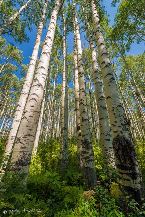 Strand of Colorado Aspen Trees Late Summer - Scenic Colorado Pictures | Colorado Photos & Prints ...