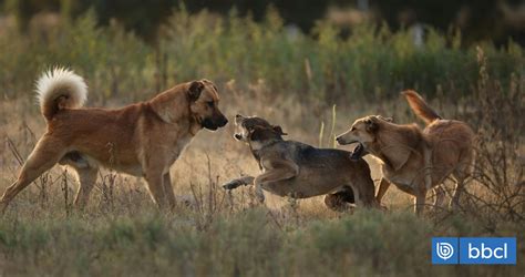 Denuncian Muerte De Cinco Vacunos Tras Ataque De Jaur A De Perros En