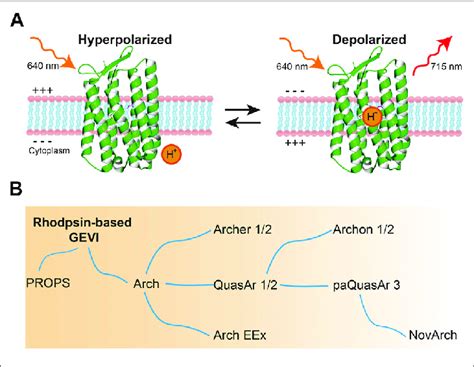 Microbial Rhodopsin Based Gevis A Voltage Sensing Mechanism Of