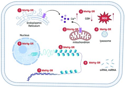 Mechanisms Of MeHg Induced Neurotoxicity The Formation Of MeHg SR