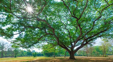 How to Identify Florida Oak Trees Around Tallahassee - Miller's Tree Service