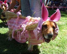 10 Basset hound costumes ideas | basset hound, basset, hound