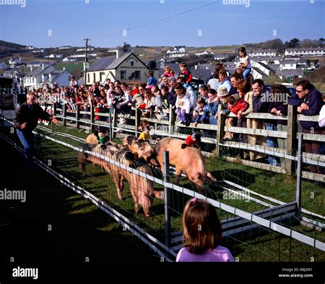 Pig Racing High Resolution Stock Photography and Images - Alamy