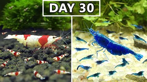 Breeding Shrimp In 100 Days Caridina Vs Neocaridina Youtube