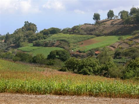 El Gobierno De Canarias Convoca Ayudas Del Posei A Cultivos Forrajeros