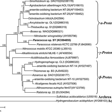 (PDF) Anaerobic Arsenite Oxidation by an Autotrophic Arsenite-Oxidizing Bacterium from an ...