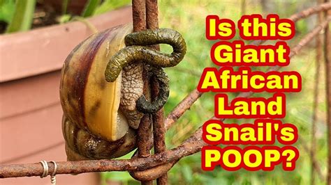 Is This Giant African Land Snails Poop Tinja Siput Babi Youtube