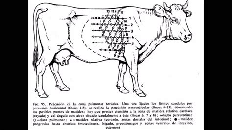 MEDICINA VETERINARIA Patologias Respiratorias De Los Bovinos YouTube