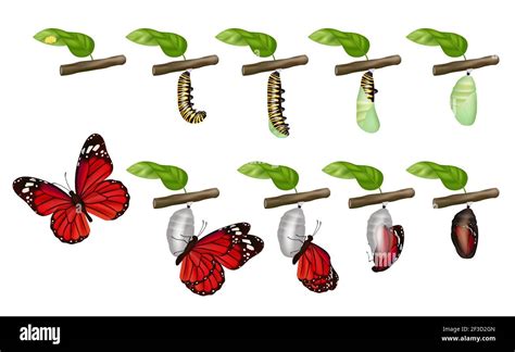 Butterfly Cycle Life Of Insects Larva Cocoon Grub Pupae Caterpillars