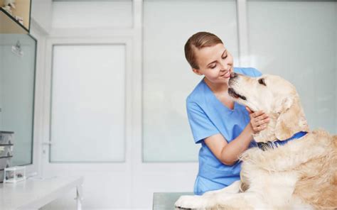 vet tech medquest lexington ky