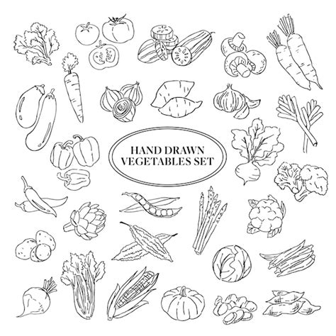 Premium Vector Hand Drawn Vegetables Set On White Background